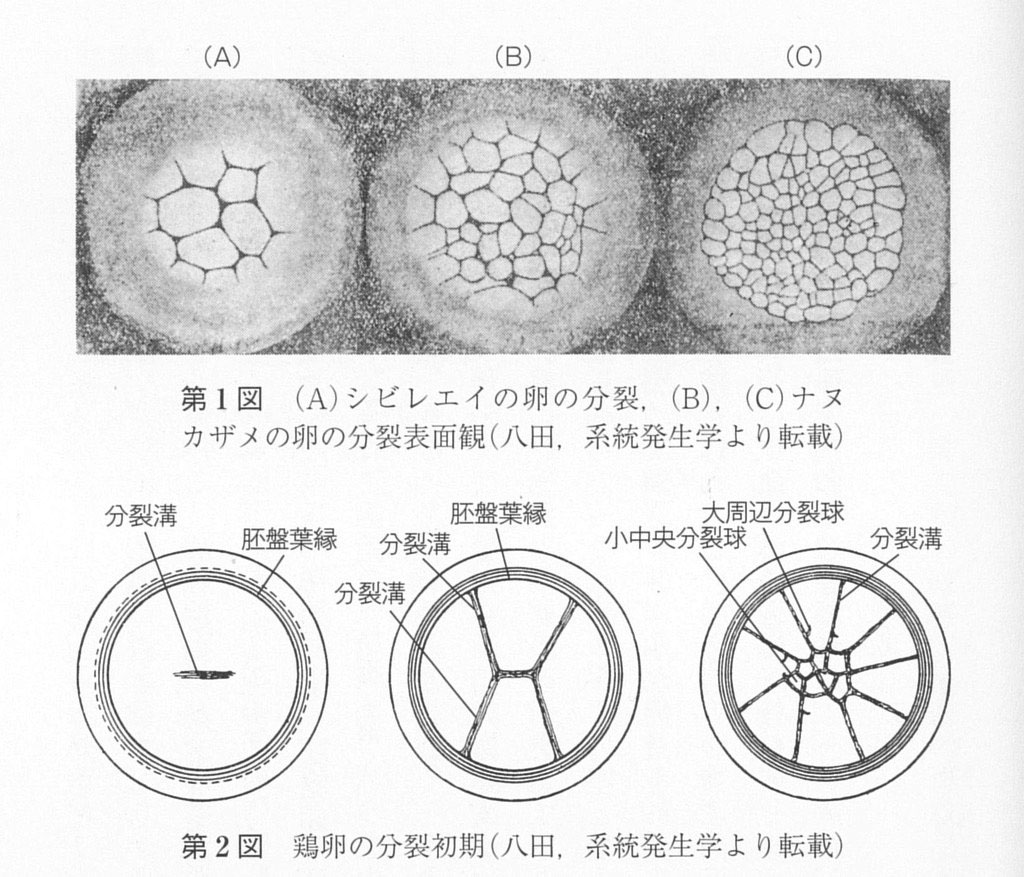 ひび割れのデザイン史